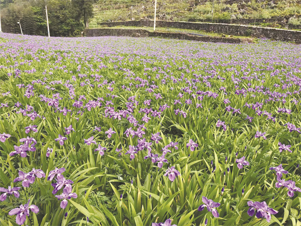 4-2 2 彭水自治县长生镇川射干种植基地.jpg