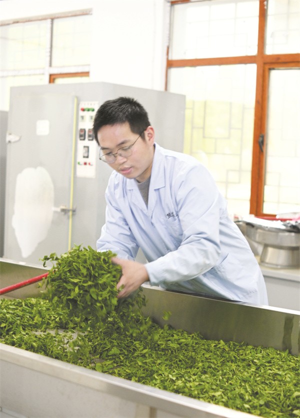 1706013511436118.jpg 4-4 4 娄底工匠、湘熊茶业首席制茶师刘修鹏展示手工制茶。.jpg