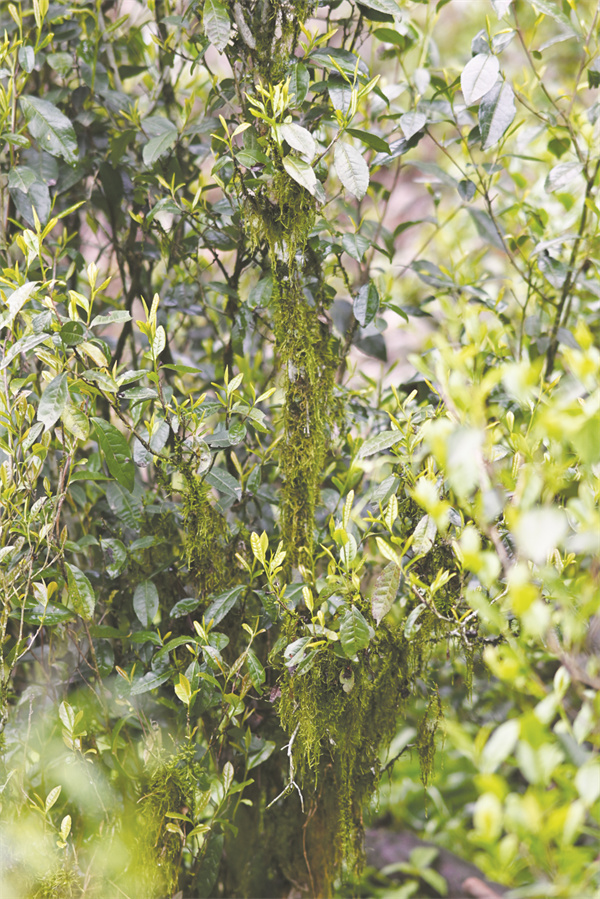 1706013672909630.jpg 4-5 5 大熊山刘家坑“披青”的200年古茶树.jpg