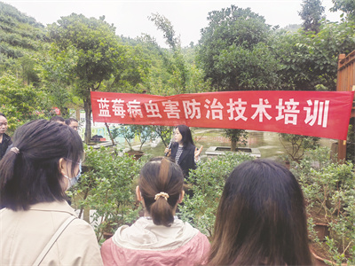 1-2 1 2 文光琴作技术推广.jpg