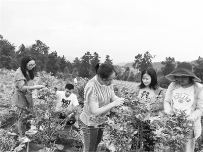 2-1 1（备用）朝气蓬勃的贵州蓝莓科研团队.jpg