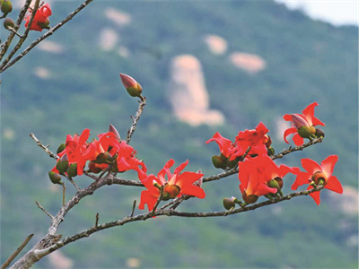 木棉花 (1).jpg
