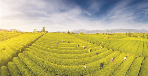 1709720170321056.jpg 8-2 3 中国绿茶第一市.jpg