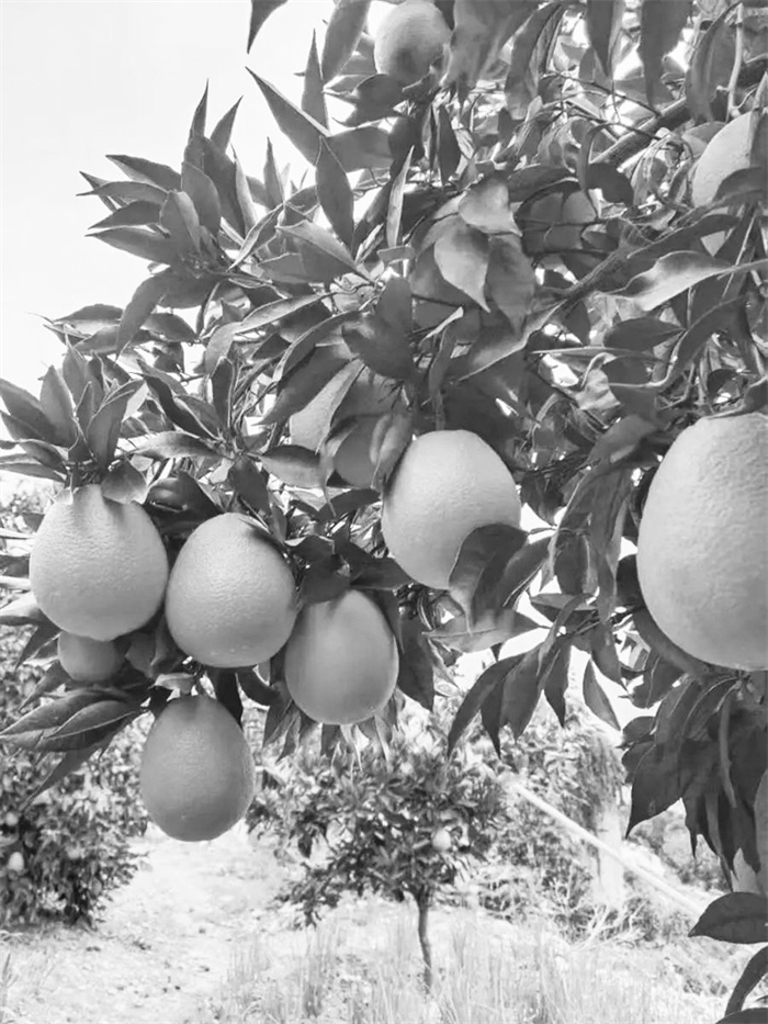 3-4 图3 2（备用）奉节脐橙.jpg