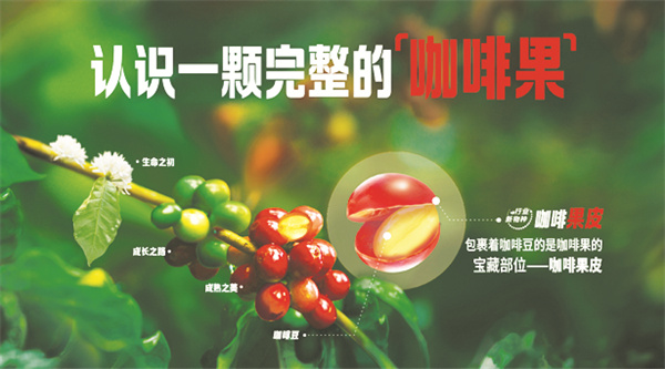 1713351595540144.jpg 8-3 3 果然轻咖震撼上市.jpg