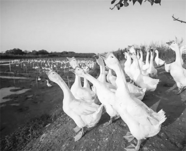 3-1 图1安徽六安鹅产业成功出圈.jpg