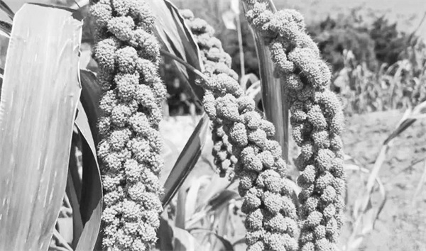 3-2 图2山西“沁州黄”.jpg