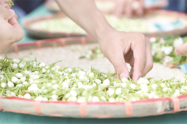 4-1 图1南宁横州：茉莉之乡茉莉香.jpg