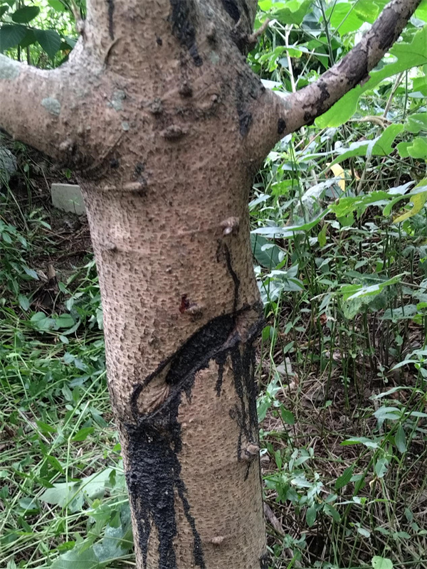 1720522760325206.jpg 1 2 优良的生漆树可以多次采割.jpg