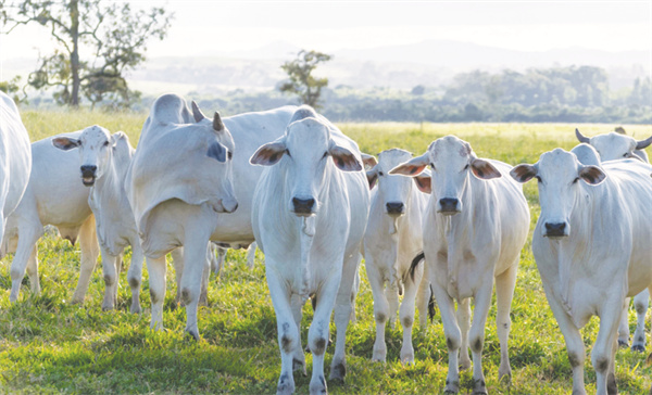 8-3 3 肉牛养殖户困局待解.jpg