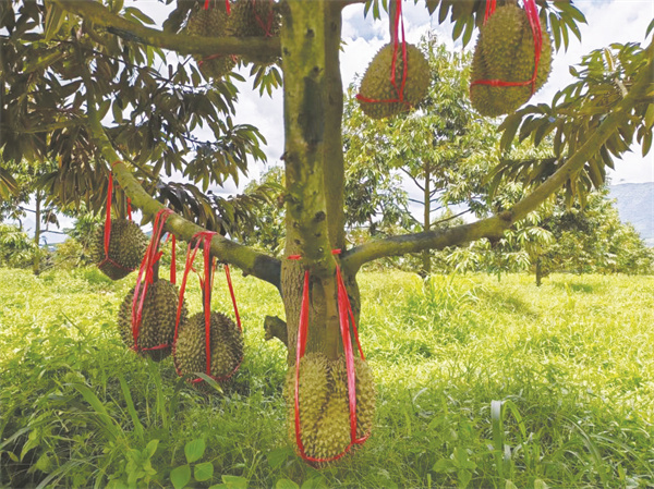 8-1 1 一斤榴莲两斤“碳”，.jpg