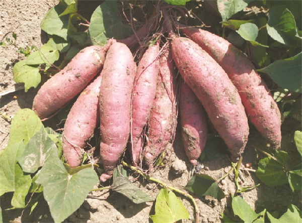 1723895335138837.jpg 1-3 图4.jpg