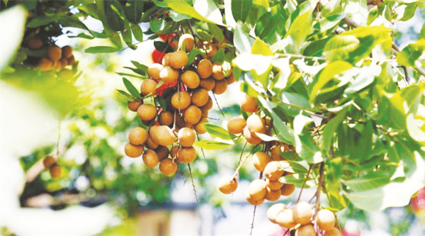 4-4 图4广东高州龙眼成市.jpg