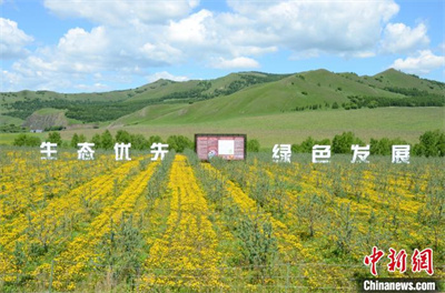 2 图为阿尔山森工公司的万亩沙棘林。　阿尔山森工公司党委宣传部供图.jpg