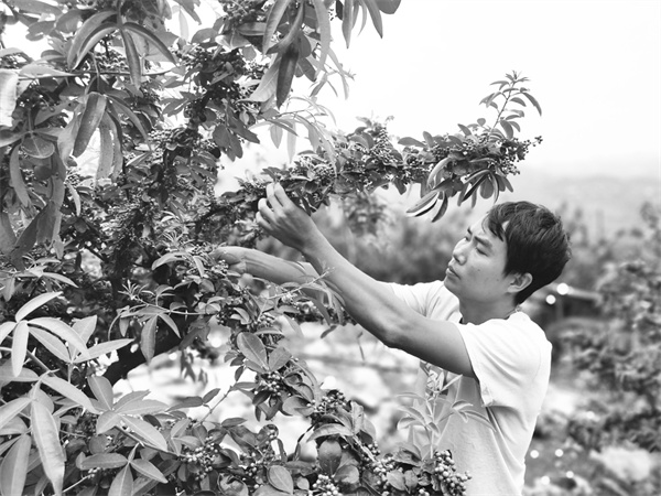 6-3 4 花椒产业.jpg