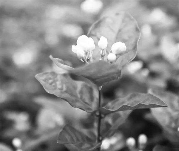 7-1 1 你杯里的茉莉花茶.jpg