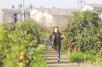 5-4 5李利红在她的柑橘园里劳动.jpg