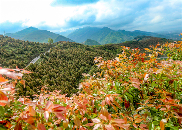 2 1 四川华蓥“三大产业”筑起绿色生态屏障.JPG
