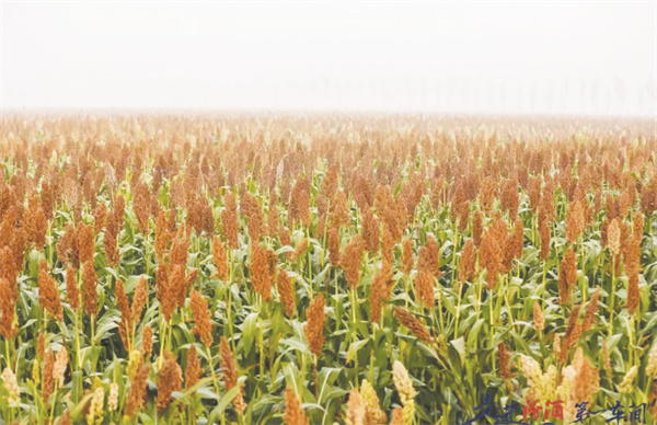 1728300570381291.jpg 5-5 5 2 一望无际的无公害高粱基地.jpg