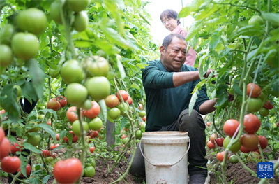 图6山东定陶：冬日大棚蔬菜生产忙.jpg