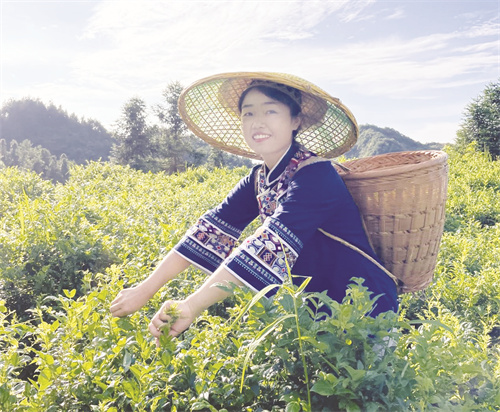 1739794595679981.jpg 4-5 1 5,茶农在采摘莓茶。 张美丽 供图.jpg