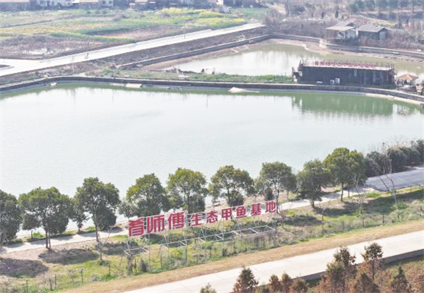 1741493981840399.jpg 4-4 6 图为生态甲鱼养殖基地。张钧凯 摄.jpg