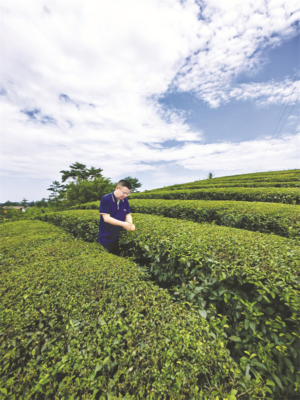 4-2 2、到茶园检查茶叶质量，是杨司南的生活日常.jpg