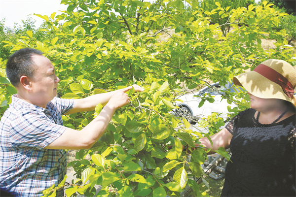 4-4 4 吴丽军给青梅果农传授种植技术.jpg