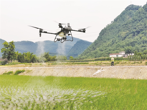 5-2 1 2配图技术员用无人机为高标准农田植保(1).jpg