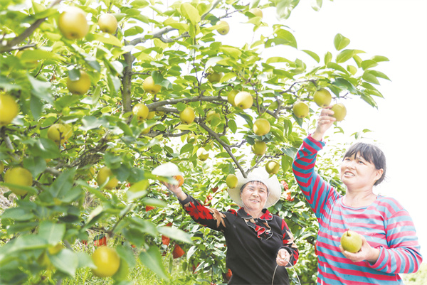 4-4 7 四川广安：蜜梨丰收采摘忙.jpg