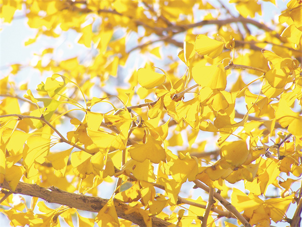 8-2 4何卫东 摄.jpg