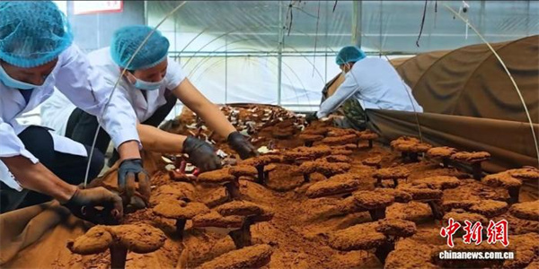 4 2025年10月，“云景天芝谷”示范园区内，灵芝迎来丰收。受访者 供图。.jpg