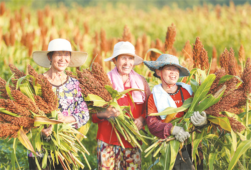 1-3 1 3，村民展示丰收的红高粱.jpg