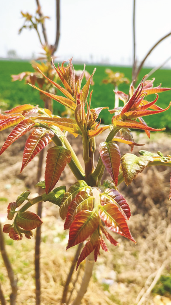 1776169686509709.png blob.png